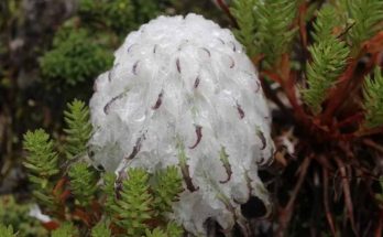 Saussurea khunjerabensis in fiore